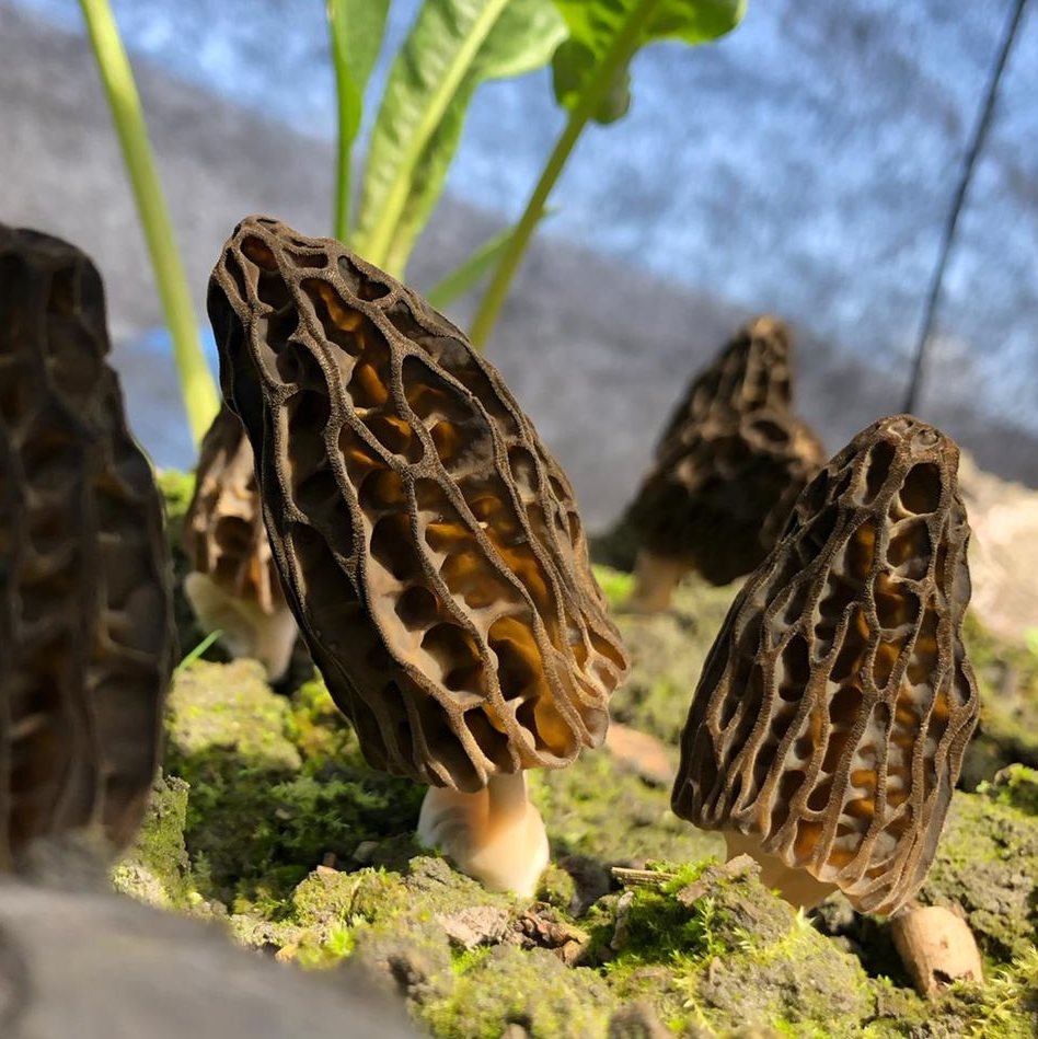 S'amuser avec les champignons - Jardinier paresseux