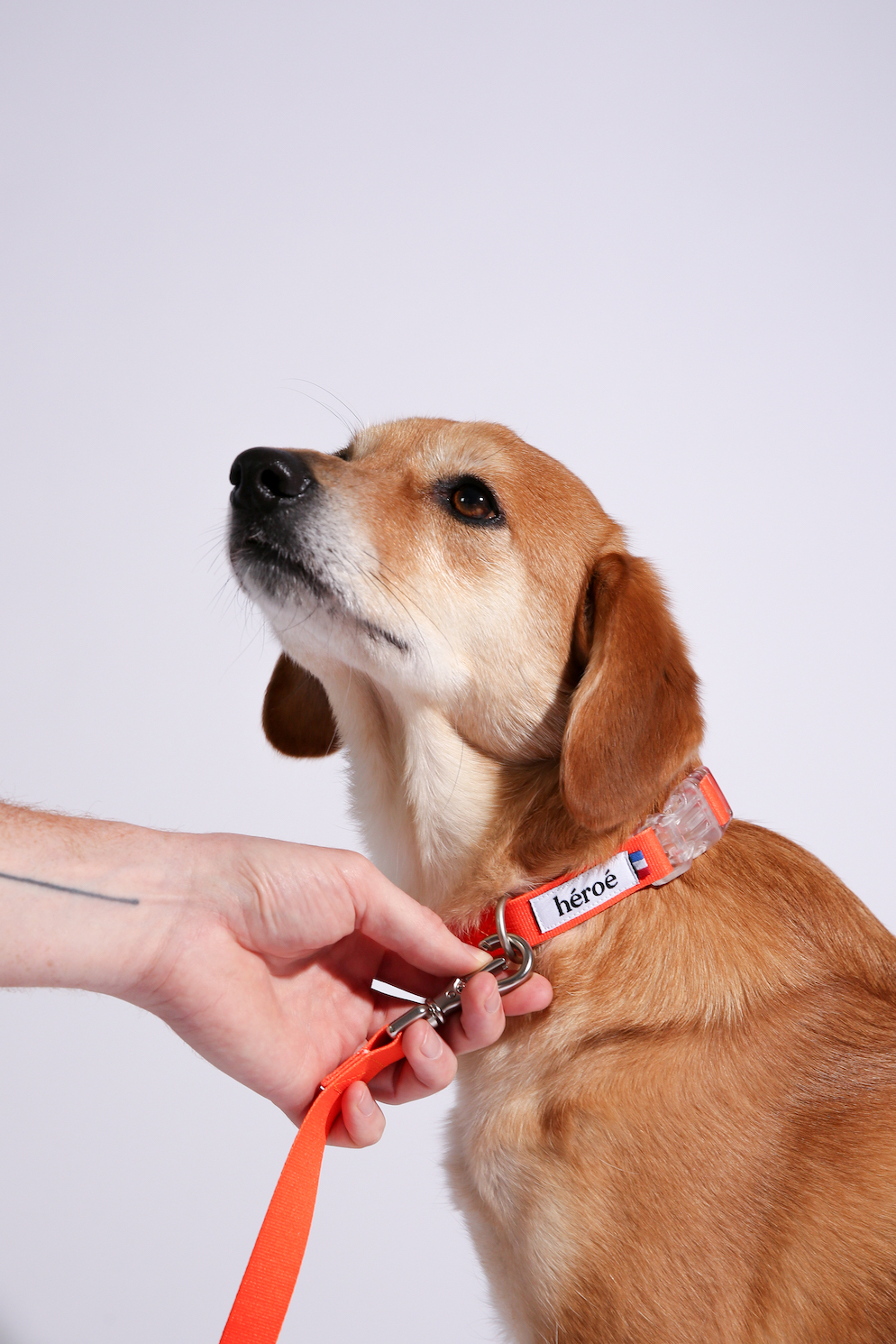 héroé, accessoires recyclés pour chiens stylés 🐕 ♻️ 🇫🇷 🧡 - Ulule