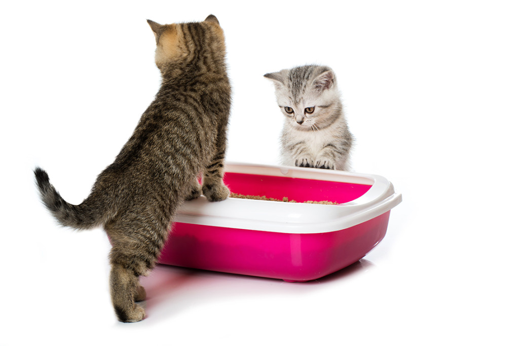 Kitten,On,The,Cat,Toilet