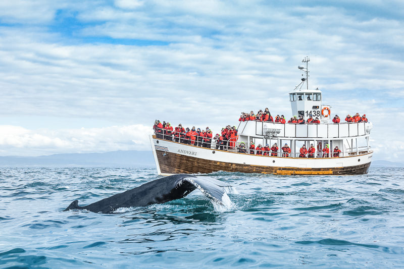 Andvari-whale-watching-©-North-Sailing